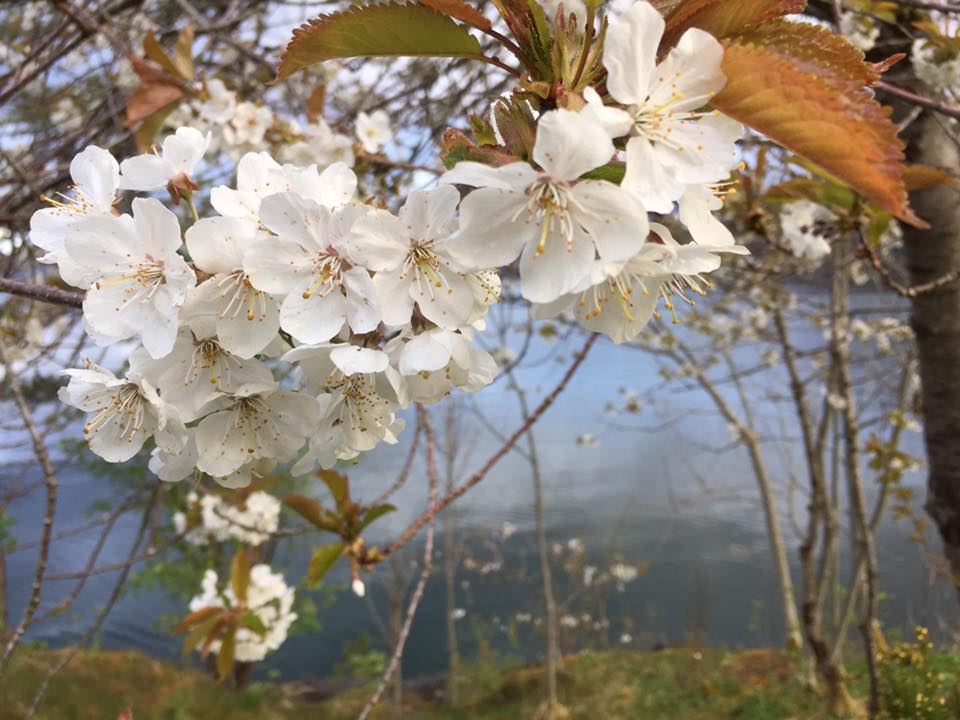 18402679_10154976652036321_8032652916441162947_n